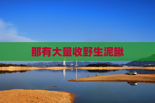 那有大量收野生泥鳅