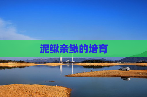 泥鳅亲鳅的培育