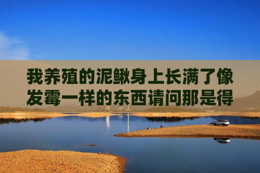 我养殖的泥鳅身上长满了像发霉一样的东西请问那是得了什么病么。应该总什么药。急情大家帮下忙。 我养殖的泥鳅身上长满了像发霉一样的东西请问那是得了什么病么。应该总什么药。急情大家帮下忙。