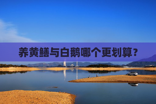 养黄鳝与白鹅哪个更划算？
