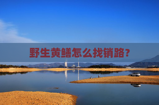 野生黄鳝怎么找销路？