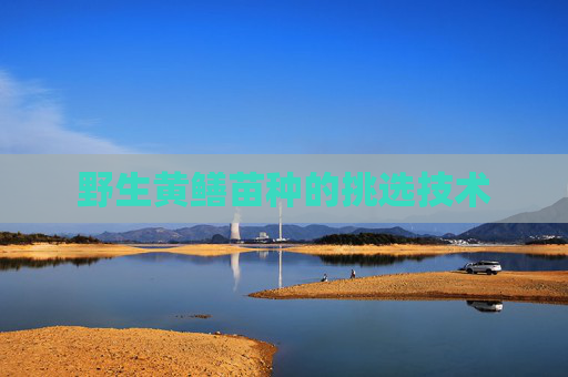 野生黄鳝苗种的挑选技术