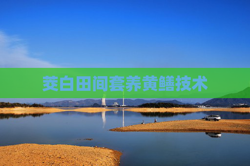 茭白田间套养黄鳝技术