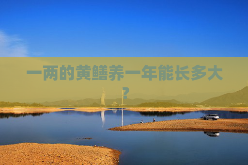 一两的黄鳝养一年能长多大？