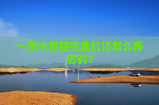 一条小黄鳝在鱼缸该怎么养它的？