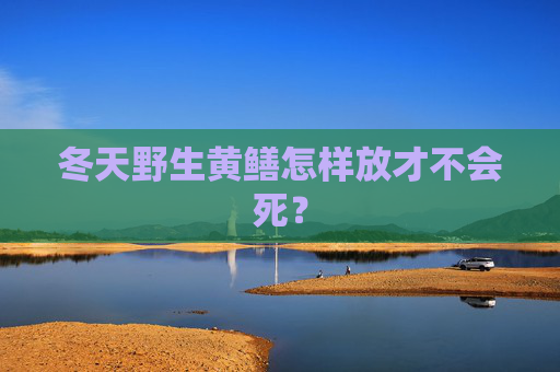 冬天野生黄鳝怎样放才不会死？