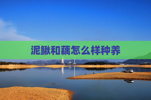 泥鳅和藕怎么样种养