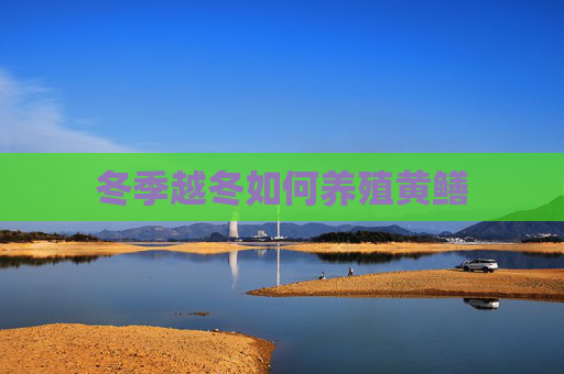 冬季越冬如何养殖黄鳝