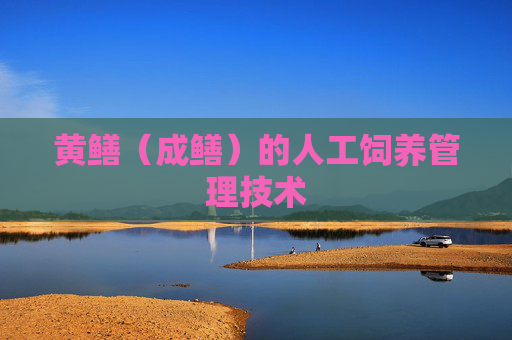 黄鳝（成鳝）的人工饲养管理技术