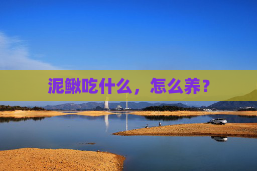 泥鳅吃什么，怎么养？