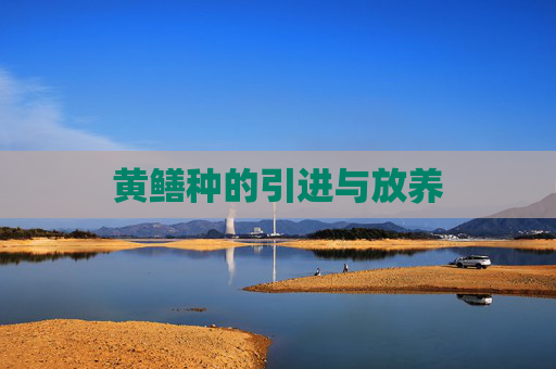 黄鳝种的引进与放养