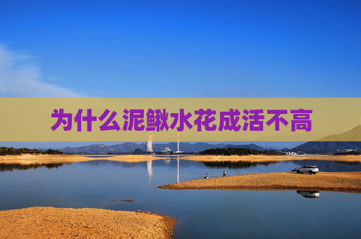 为什么泥鳅水花成活不高
