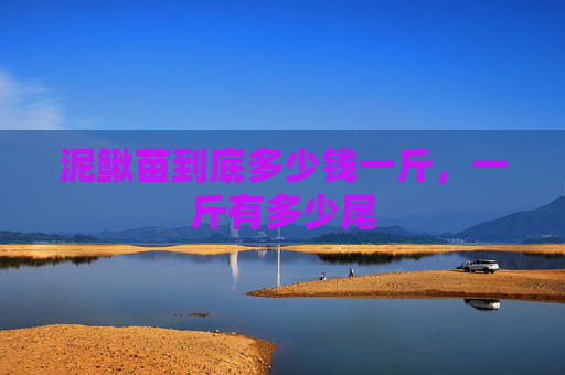 泥鳅苗到底多少钱一斤，一斤有多少尾