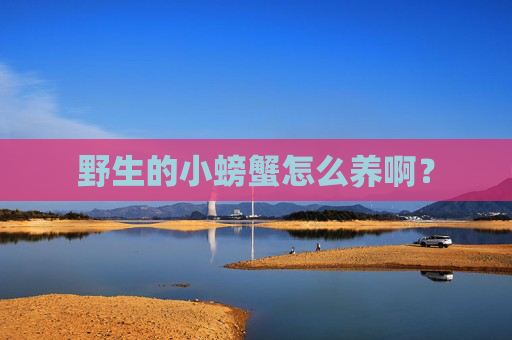 野生的小螃蟹怎么养啊？