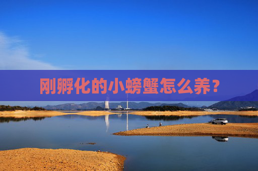 刚孵化的小螃蟹怎么养？
