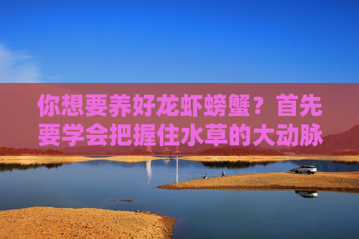 你想要养好龙虾螃蟹？首先要学会把握住水草的大动脉！