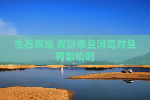 生石灰给 泥鳅亲鱼消毒对鱼有影响吗