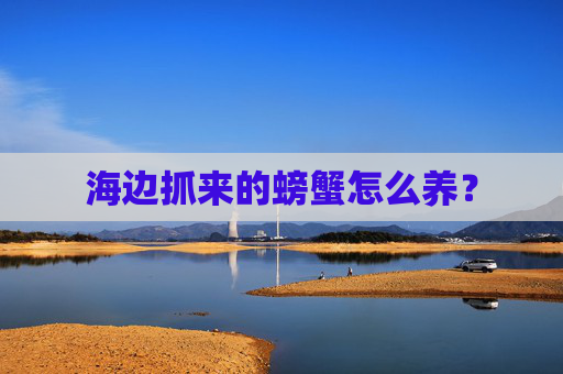 海边抓来的螃蟹怎么养？