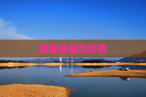 螃蟹亲蟹的培育