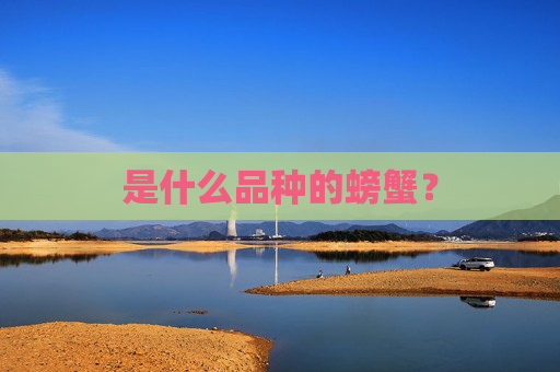 是什么品种的螃蟹? 是什么品种的螃蟹?