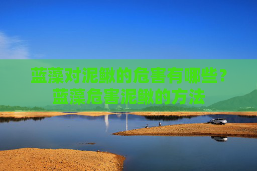 蓝藻对泥鳅的危害有哪些？蓝藻危害泥鳅的方法