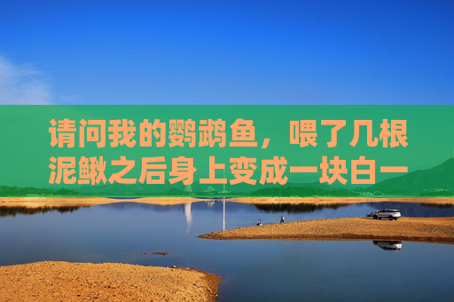 请问我的鹦鹉鱼，喂了几根泥鳅之后身上变成一块白一块白的，我一共五只鹦鹉，也不知道和吃泥鳅有没有关系