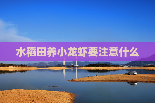 水稻田养小龙虾要注意什么