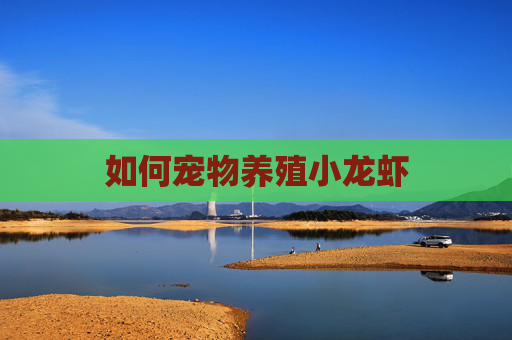 如何宠物养殖小龙虾