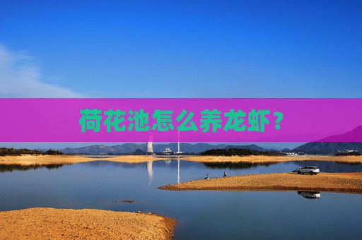 荷花池怎么养龙虾？