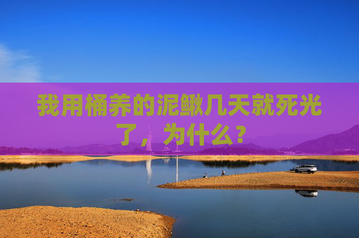 我用桶养的泥鳅几天就死光了，为什么？