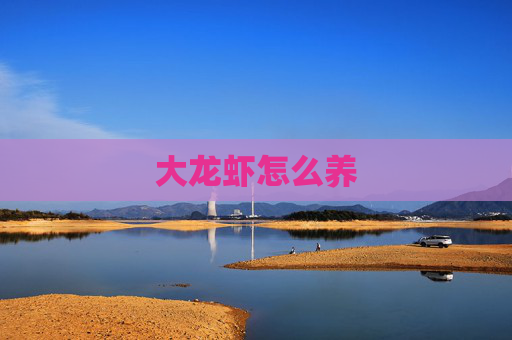 大龙虾怎么养
