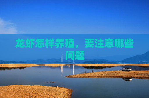 龙虾怎样养殖,要注意哪些问题 龙虾怎样养殖,要注意哪些问题