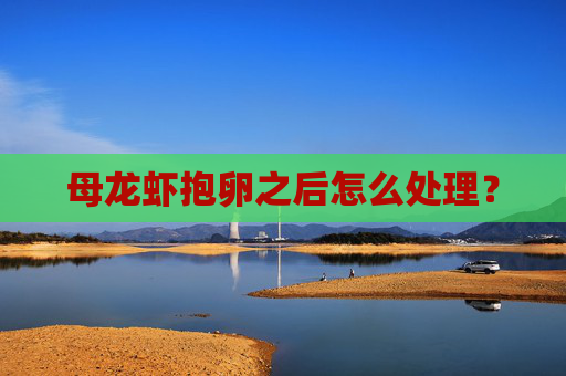 母龙虾抱卵之后怎么处理？