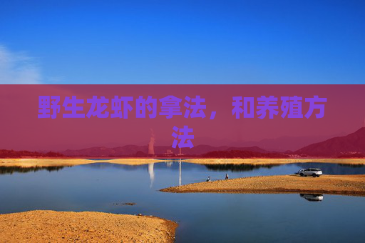 野生龙虾的拿法，和养殖方法