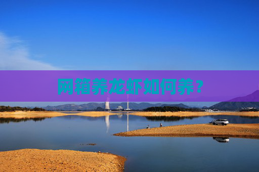 网箱养龙虾如何养？