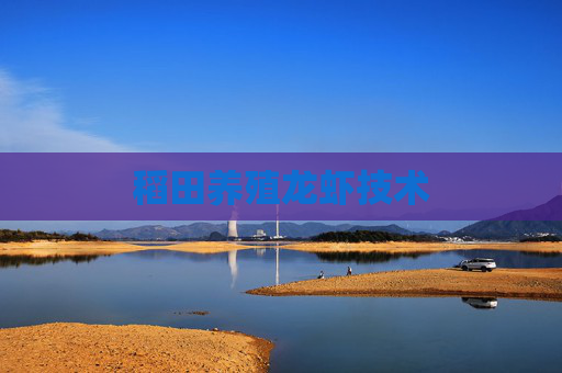稻田养殖龙虾技术