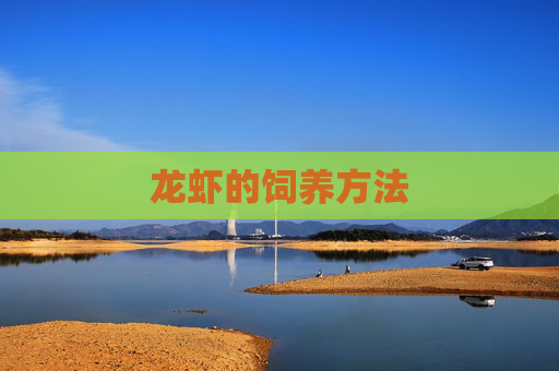 龙虾的饲养方法