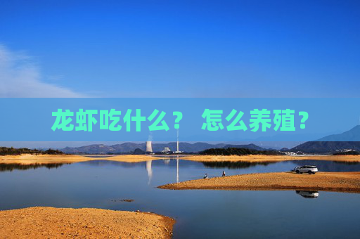 龙虾吃什么？ 怎么养殖？