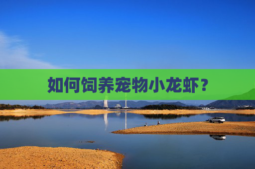 如何饲养宠物小龙虾? 如何饲养宠物小龙虾?
