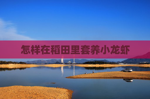 怎样在稻田里套养小龙虾 怎样在稻田里套养小龙虾