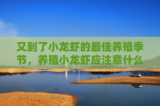 又到了小龙虾的最佳养殖季节,养殖小龙虾应注意什么 又到了小龙虾的最佳养殖季节,养殖小龙虾应注意什么