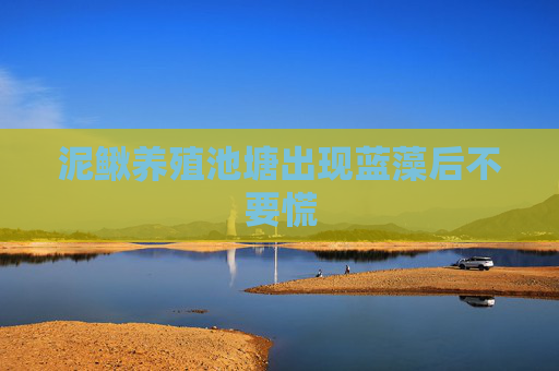 泥鳅养殖池塘出现蓝藻后不要慌