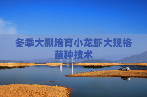 冬季大棚培育小龙虾大规格苗种技术