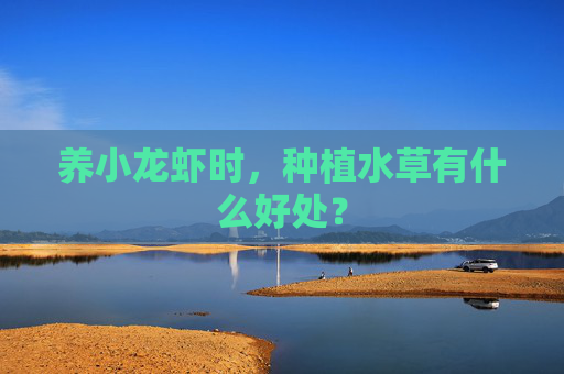 养小龙虾时，种植水草有什么好处？