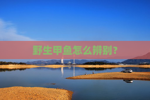 野生甲鱼怎么辨别?