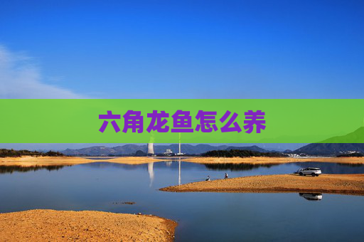 六角龙鱼怎么养