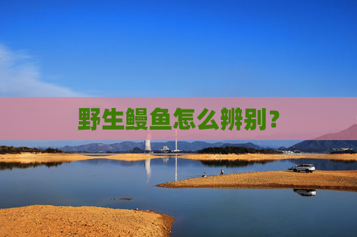 野生鳗鱼怎么辨别？