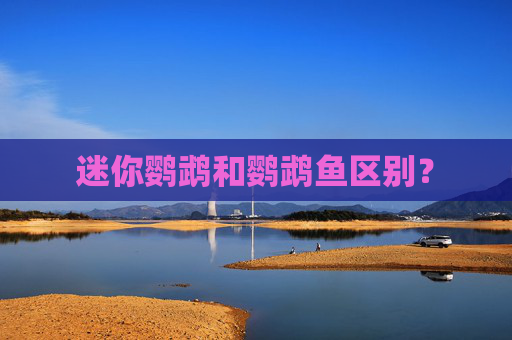 迷你鹦鹉和鹦鹉鱼区别？