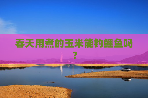 春天用煮的玉米能钓鲤鱼吗？