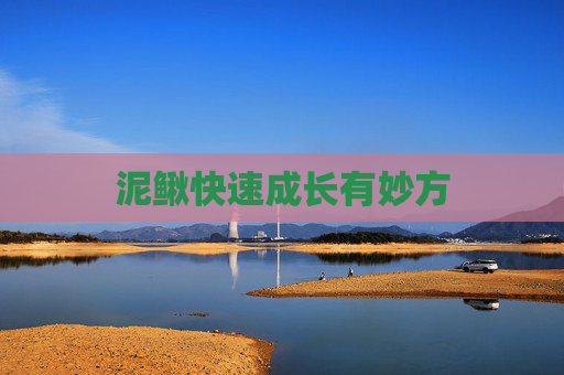 泥鳅快速成长有妙方